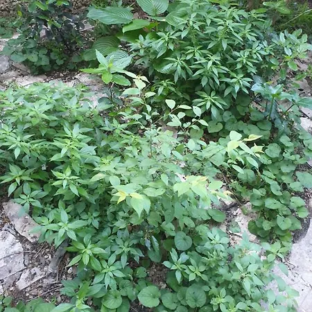 Studio Two Roses * سبليت