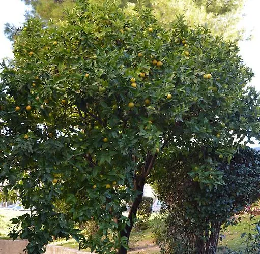 Studio Two Roses Daire