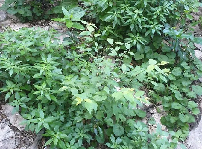 Studio Two Roses * Split